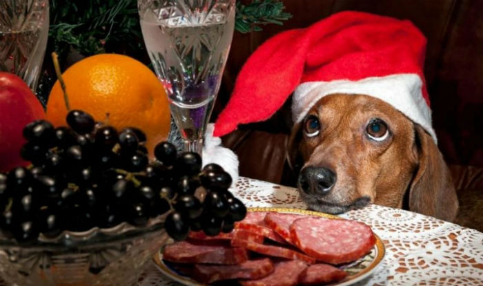 44% астраханцев поддержали сокращение новогодних каникул