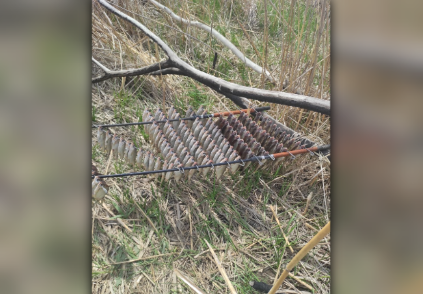 Астраханские инспекторы изъяли у иногородних туристов запретную воблу 