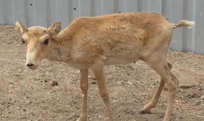 Астраханцы выбрали спасенному сайгачонку простое и говорящее имя