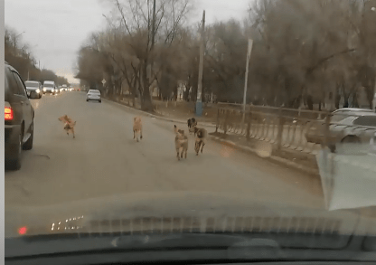 В Астрахани ОПГ из собак кидается под колеса автомобилей