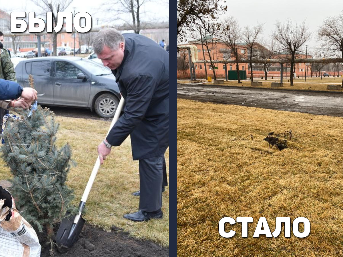 Украли ели из сквера Коновалова в АЦКК