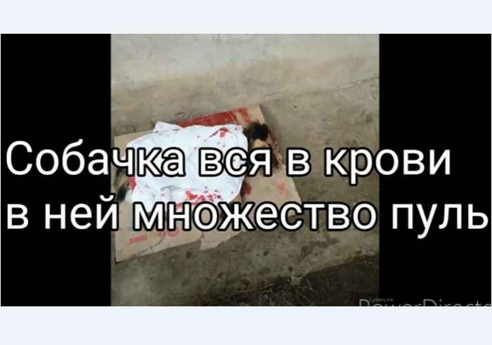В Астрахани жестоко застрелили собаку