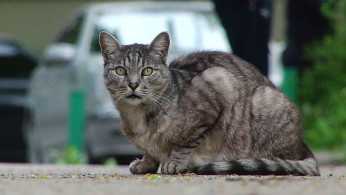 Астраханский полицейский спас кошке жизнь