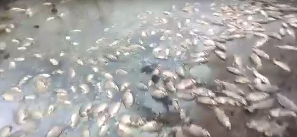 Столько дохлой рыбы вы еще не видели. Астраханец заснял экоцид рыбного мира