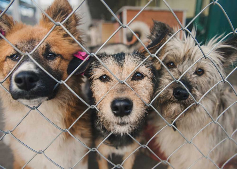 Ахтубинцы подписывают петицию с просьбой построить собачий приют