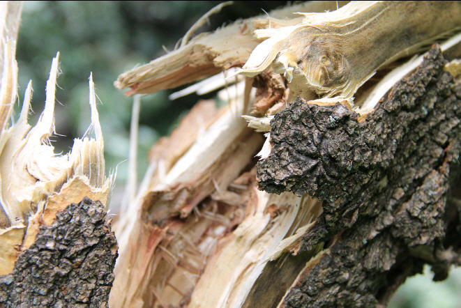 В Астрахани будут судить чиновника за упавшее на ребенка дерево
