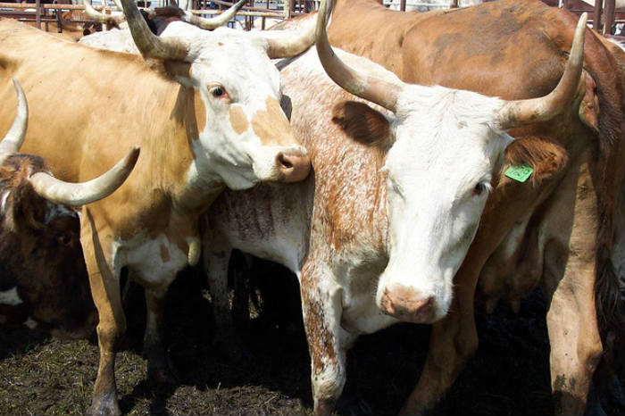 25 бычков не выпустили из Астраханской области за границу