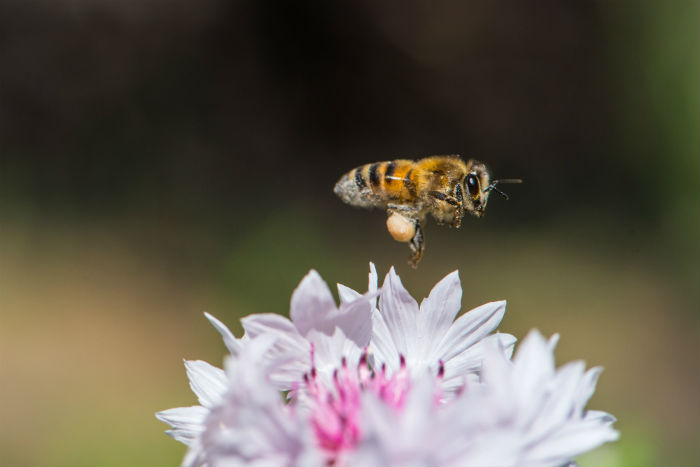 Записки астраханского натуралиста. Самая трудолюбивая пчела
