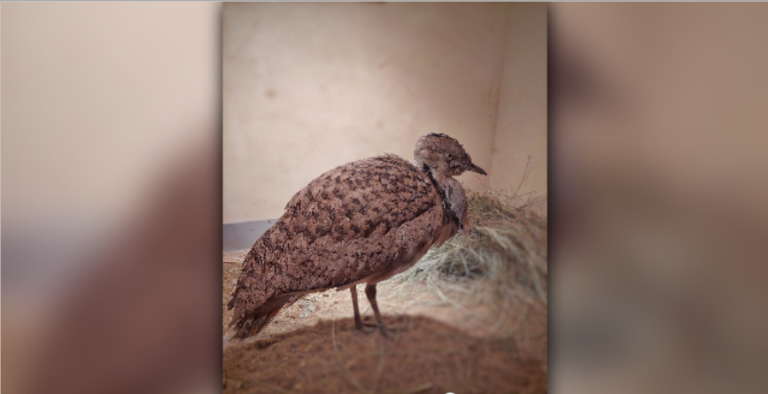 В Астрахани редчайшему гостю из Абу-Даби ищут пару