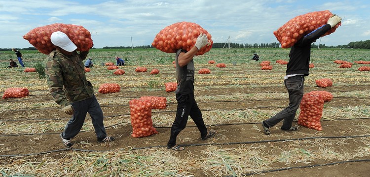 Алексей Галкин: в 2018 году в Астраханской области собрано 2 млн тонн овощей