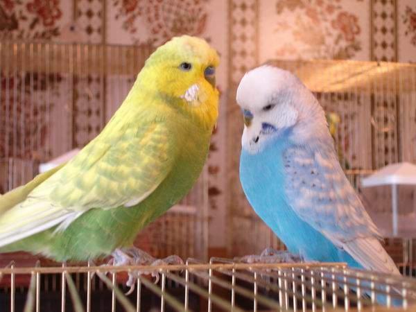 В Астрахани за долги по коммуналке наложили арест на попугайчиков Гошу и Кешу