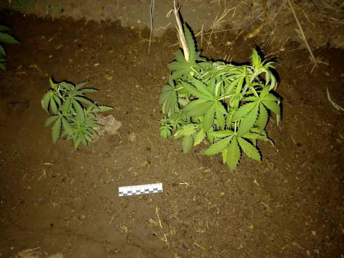 Пока астраханец сидел в тюрьме, в его дворе появилась плантация конопли