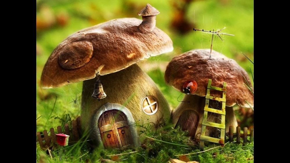 Не дельный обзор. В Астрахани грибы пока бесплатны. В отличие от Оренбурга