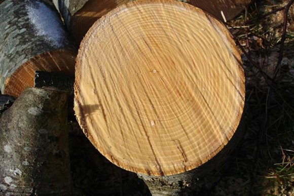 САЖАЕМ И ПИЛИМ. В городе стартовал озеленительный сезон