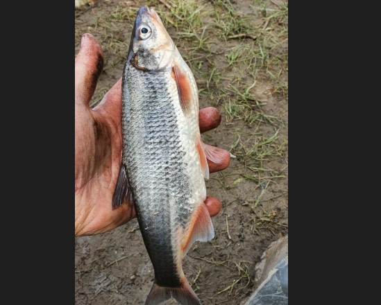 В сети гадают, что за странную рыбу поймал астраханец