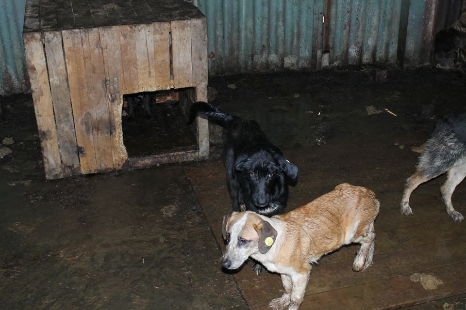 Депутат Госдумы рассказал про "зоофашизм" на Рождественского в Астрахани и опубликовал неприятное видео 