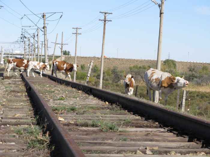 Выпас скота вблизи железной дороги опасен