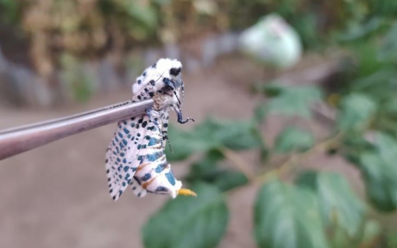 Интернет-сообщество гадает, какую "прелесть" поймали астраханцы