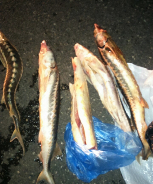 Астраханские полицейские изъяли 16 килограмм осетрины у водителя-браконьера