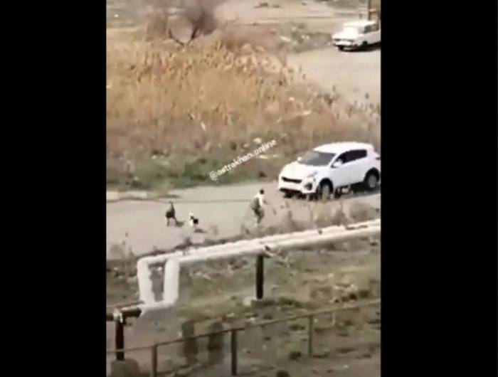 В Астрахани на школьницу напала стая собака: видео