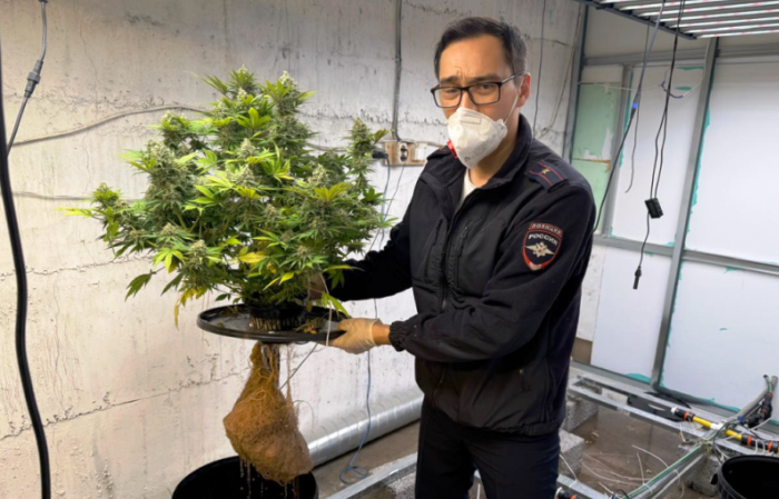 На юге Астраханской области полиция нашла домашнюю наркоплантацию