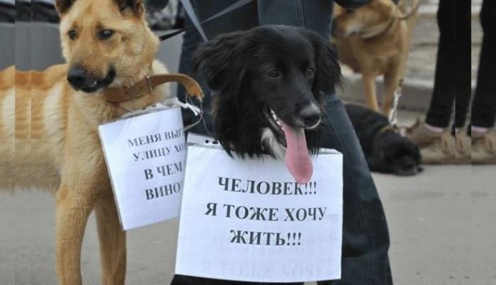 Лев Лещенко, Олег Табаков, Эдита Пьеха и другие звёзды против инициативы астраханских властей по усыплению собак