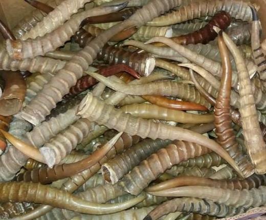 Астраханец получил по рогам... сайгачьим