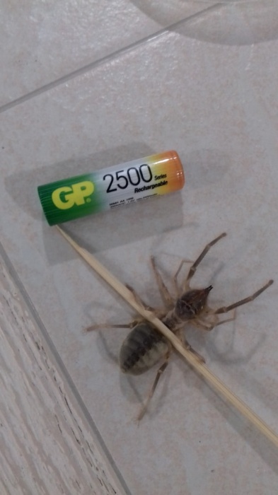 Кот избавил хозяев от страшного паука