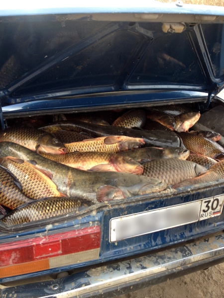 Полиция изъяла на астраханской трассе более тонны рыбы без документов
