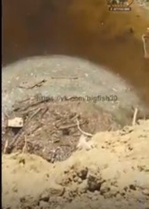 На астраханском ерике массово гибнет рыбная молодь