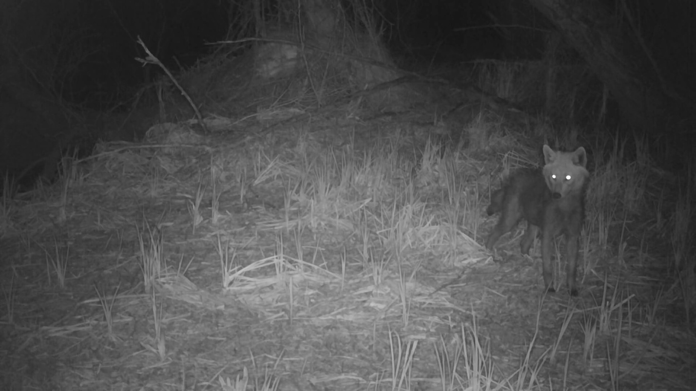В Астраханском заповеднике в объектив фотоловушки попали двуногие звери