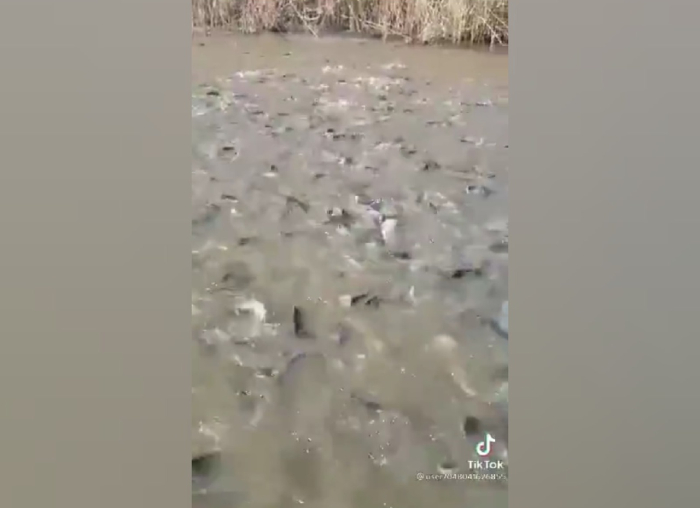 Река под Астраханью кишит рыбой: видео