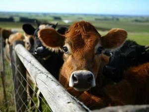 Пятеро астраханцев украли лошадей и коров на 250 тысяч рублей