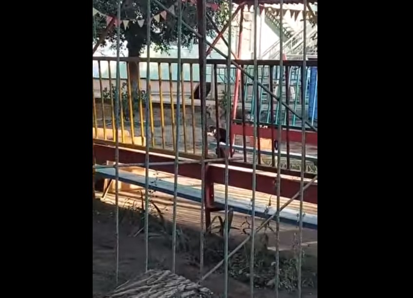 Собаки захватили детский сад в Астрахани: видео