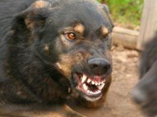 Под Астраханью собака покусала 5-летнего мальчика