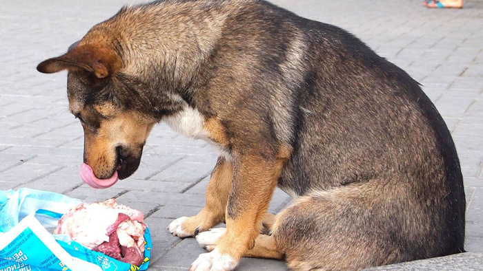 Кабысдох: власти призывают не кормить уличных собак