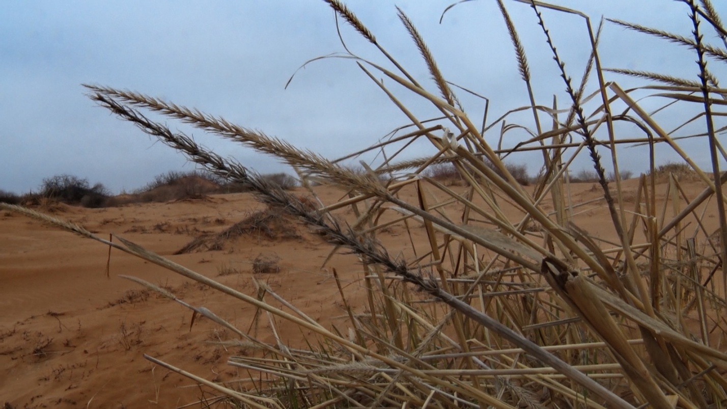 Пустыня расползается по Астраханской области, захватывая новые земли