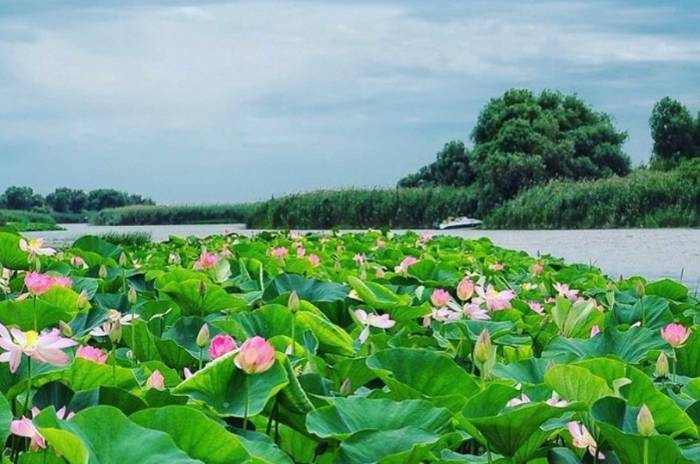 Астраханские лотосы привлекают туристов из всех регионов страны