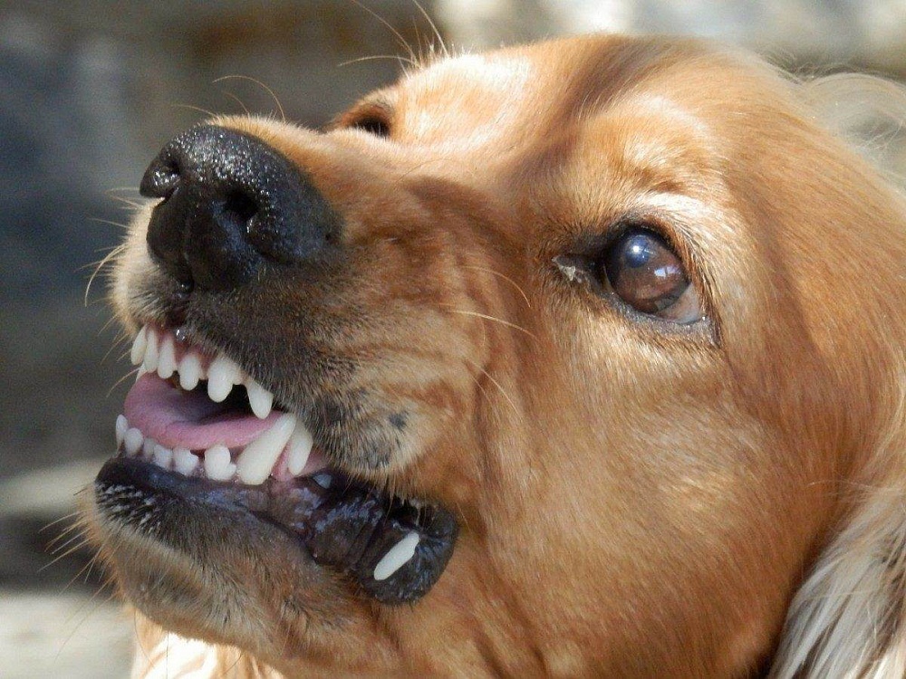 Астраханские парламентарии законодательно выступают за умерщвление агрессивных собак