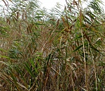 Под Астраханью мужчина погиб по дороге из одного села в другое