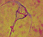 Опасный вселенец обнаружен в Каспийском море