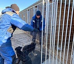 Количество отловленных безнадзорных животных в Астрахани продолжает расти