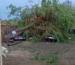 Под Астраханью рухнувшее во время самума дерево расплющило сразу два ВАЗа