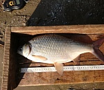 Это что-то! Астраханцы поймали аномально большую воблу