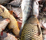  Полтонны рыбы без документов изъяла астраханская полиция 