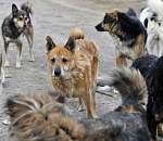 Бездомные собаки покусали 2000 астраханцев