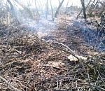 На севере Астраханской области мужчина незаконно срубил более полусотни ясеней и черного тополя