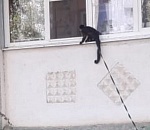 Фото дня: в Астрахани по подоконникам скачет мартышка