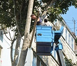 В Астрахани спиливают сухостой