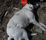 В Астрахани мужчина на глазах у прохожих пристрелил собаку